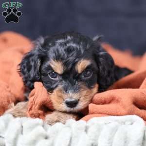 Rainbow, Cavapoo Puppy